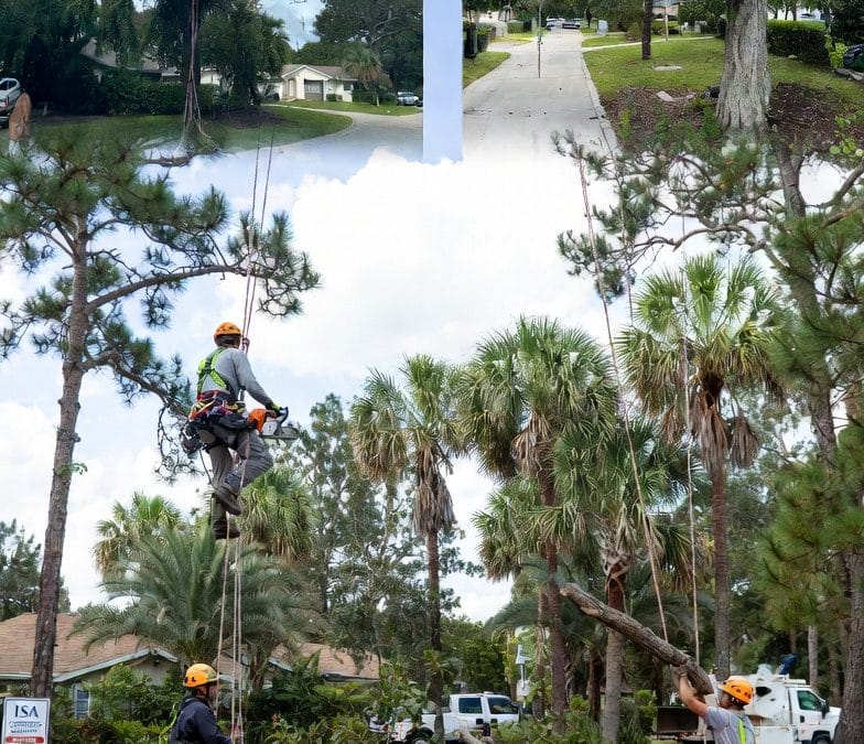 Tree Services Near Me