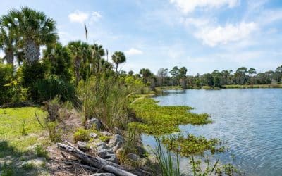 Expert Aquatic Management Services in Sarasota & Manatee Counties: Keep Your Lakes, Ponds, and Stormwater Systems Healthy and Compliant