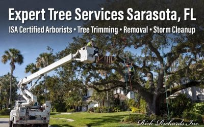 Expert Tree Services in Sarasota, FL: Professional Tree Trimming, Removal & Care by ISA Certified Arborists