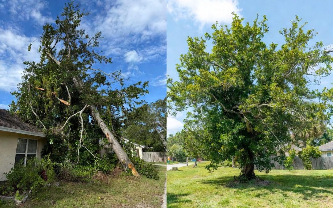 Tree Services Sarasota