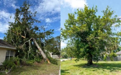 Expert Tree Services in Sarasota, FL: Professional Tree Trimming, Removal & Care by ISA Certified Arborists