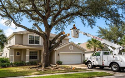Tree Services Sarasota – Professional Tree Trimming, Removal & Care by ISA Certified Arborists