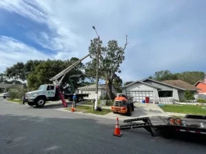 Tree Services Sarasota County