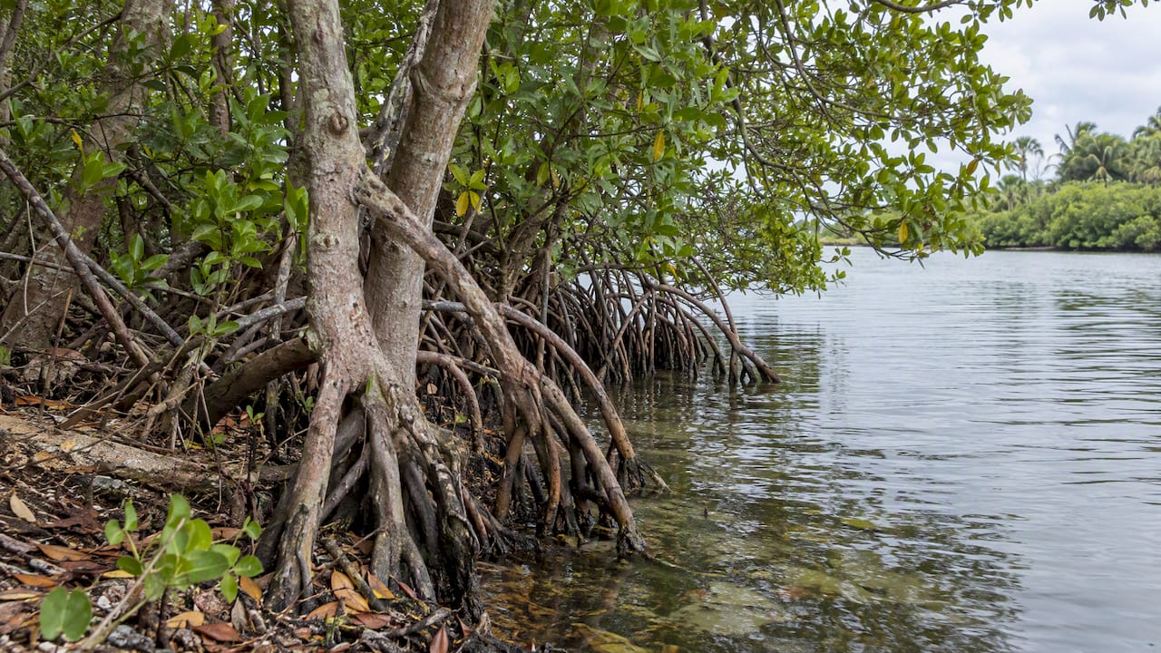 Mangrove roots stabilizing a coastal bank